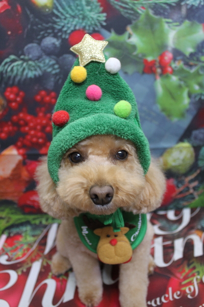 千葉県佐倉市のトイプードルのトリミング画像