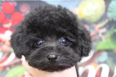 トイプードルブリーダーの子犬、トリミング画像