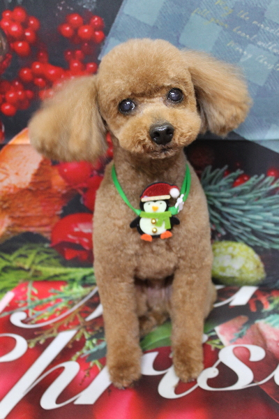 千葉県船橋市のトイプードルのトリミング画像