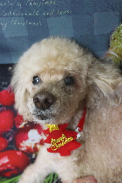 千葉県船橋市のトイプードルのトリミング画像