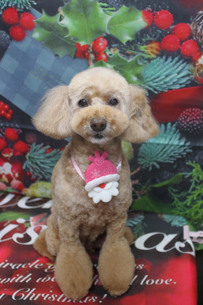 千葉県松戸市のトイプードルのトリミング画像