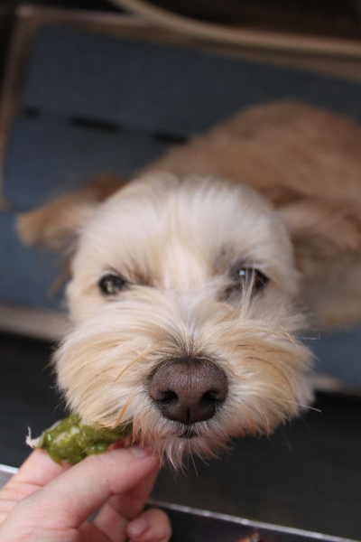 千葉県鎌ケ谷市のミックス犬の歯磨き画像