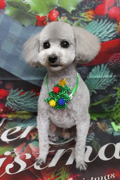 千葉県船橋市のトイプードルのトリミング画像