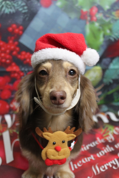 千葉県船橋市のミニチュアダックスのトリミング画像