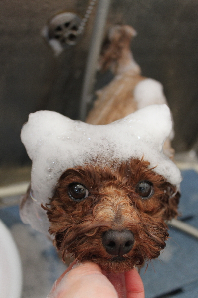 千葉県鎌ケ谷市トイプードルのシャンプー画像