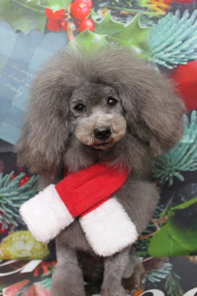 トイプードルブリーダーの成犬、トリミング画像