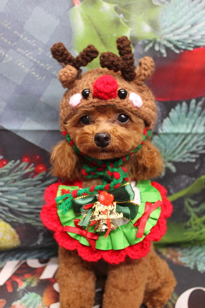 千葉県船橋市のトイプードルのトリミング画像