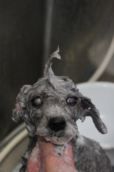 千葉県船橋市のトイプードルのシャンプー画像