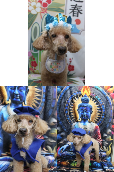 千葉県花見川区トイプードルのトリミング画像