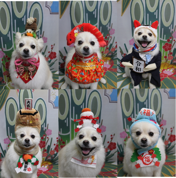 東京都港区のポメラニアンのトリミング画像