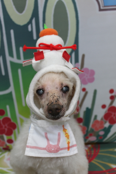 千葉県船橋市のトイプードルのトリミング画像