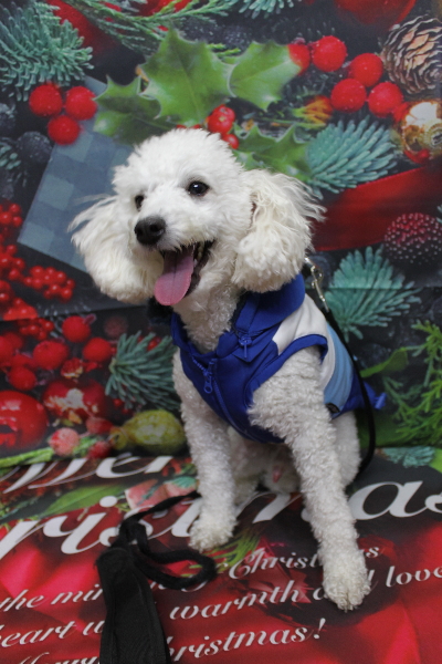 千葉県船橋市のトイプードルのトリミング前画像