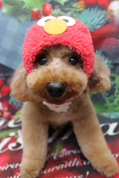 千葉県鎌ヶ谷市のトイプードルのトリミング画像