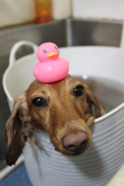 千葉県船橋市のミニチュアダックスの炭酸泉画像