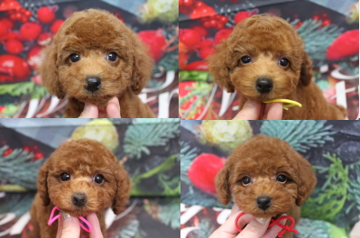 トイプードルブリーダーの子犬、トリミング画像