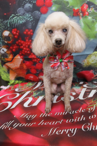 千葉県船橋市のトイプードルのトリミング画像