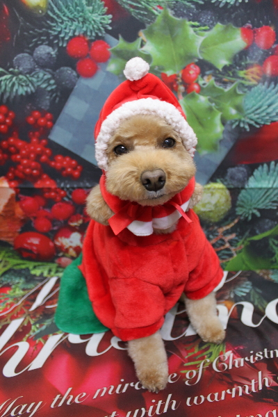 千葉県佐倉市のトイプードルのトリミング画像