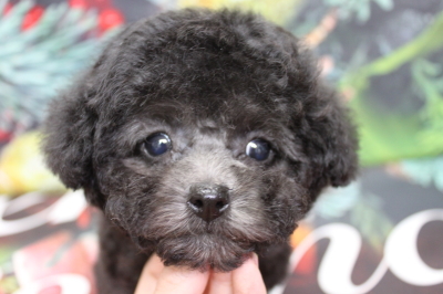 トイプードルブリーダーの子犬、トリミング画像