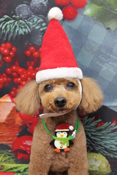 千葉県船橋市のトイプードルのトリミング画像