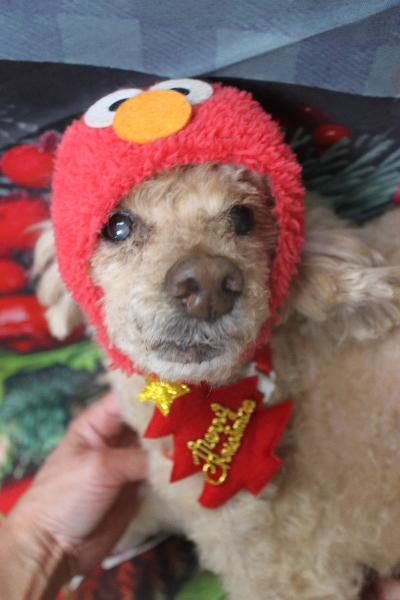 千葉県船橋市のトイプードルのトリミング画像