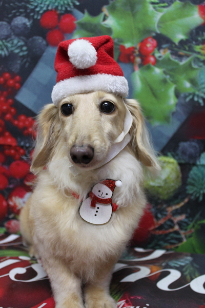 千葉県鎌ケ谷市のミニチュアダックスのトリミング画像