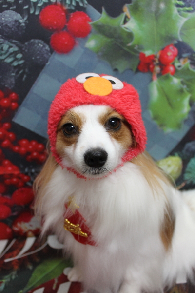 千葉県鎌ヶ谷市のパピヨンのトリミング画像