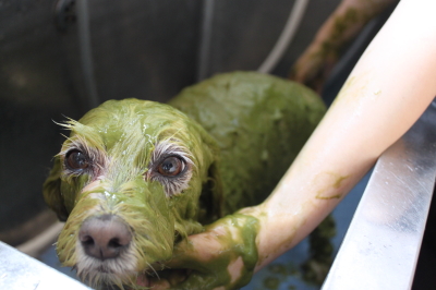 千葉県鎌ケ谷市のミックス犬のハーブパック画像