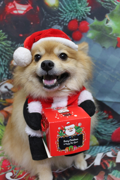 千葉県船橋市ポメラニアンのトリミング画像