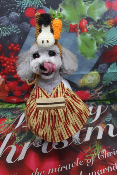 千葉県船橋市のトイプードルのトリミング画像