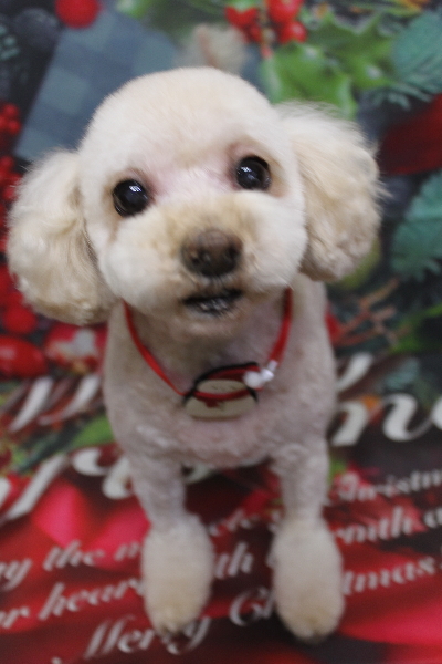 千葉県鎌ケ谷市のミックス犬のトリミング画像