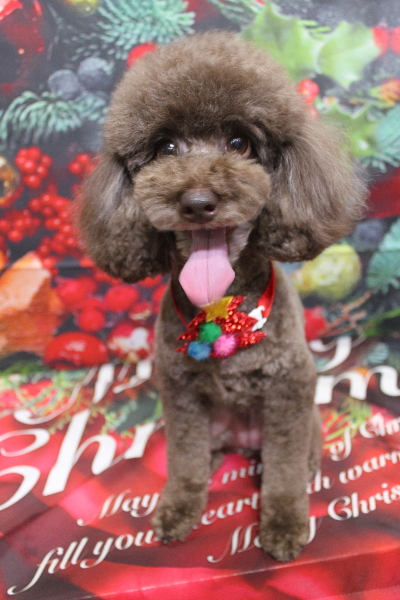 千葉県千葉市のトイプードルのトリミング画像