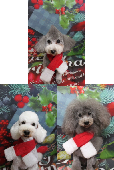 トイプードルブリーダーの成犬、トリミング画像