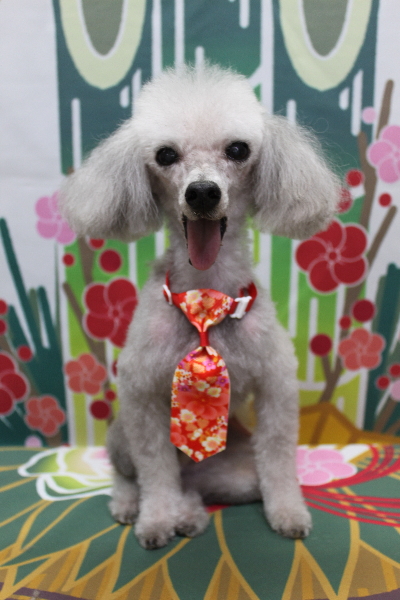 千葉県船橋市のトイプードルのトリミング画像