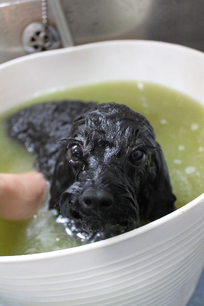 千葉県鎌ヶ谷市のトイプードルのハーブ湯画像