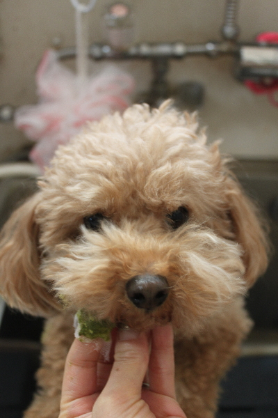 千葉県船橋市のトイプードルの歯磨き画像