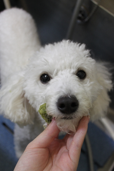 千葉県船橋市のトイプードルの歯磨き画像