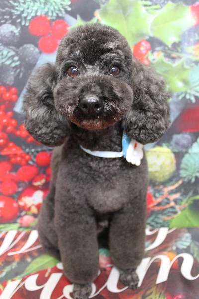 千葉県鎌ヶ谷市のトイプードルのトリミング画像