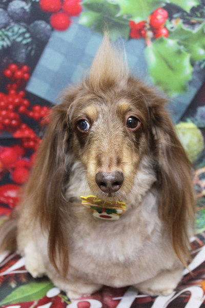 千葉県松戸市のミニチュアダックスのトリミング画像