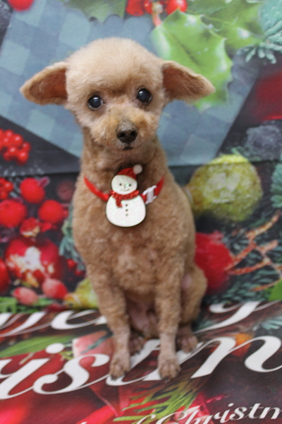 千葉県船橋市のトイプードルのトリミング画像