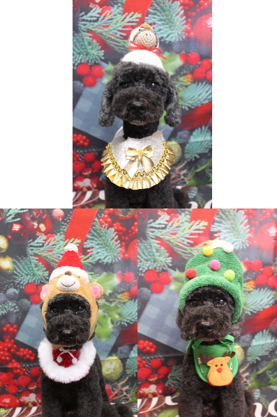 千葉県松戸市のトイプードルのトリミング画像