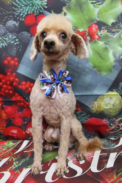 千葉県船橋市のトイプードルのトリミング画像