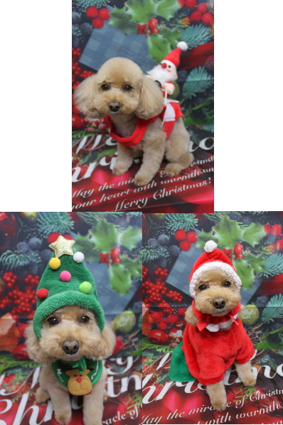 千葉県佐倉市のトイプードルのトリミング画像