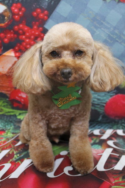 千葉県船橋市のトイプードルのトリミング画像