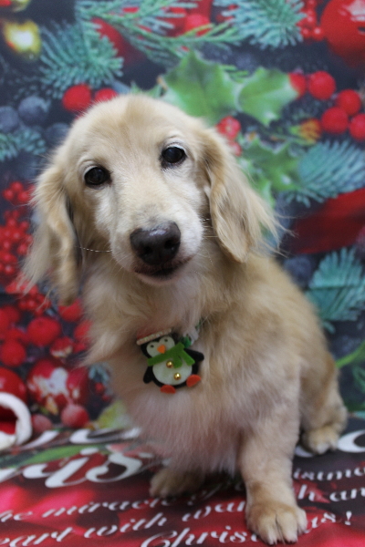 千葉県鎌ケ谷市のミニチュアダックスのトリミング画像