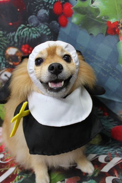 千葉県船橋市ポメラニアンのトリミング画像