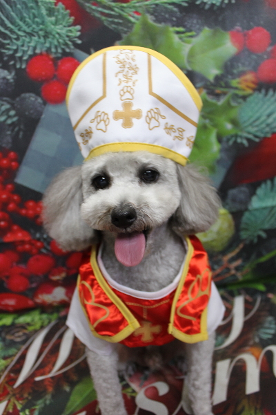 千葉県船橋市のトイプードルのトリミング画像