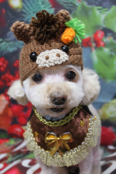 千葉県鎌ケ谷市のミックス犬のトリミング画像