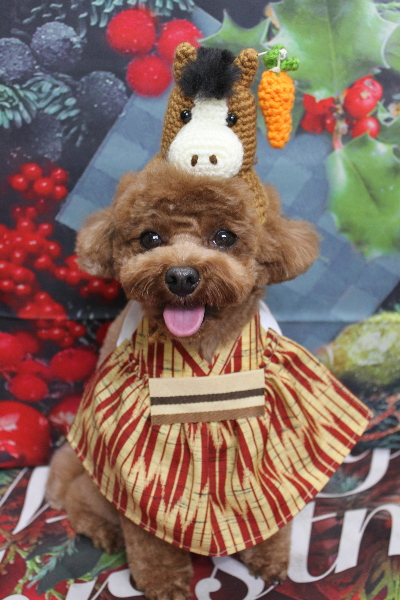 千葉県鎌ケ谷市トイプードルのトリミング画像