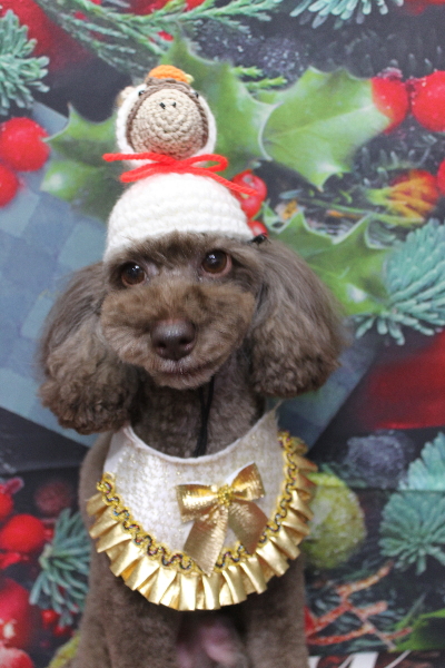 千葉県千葉市のトイプードルのトリミング画像