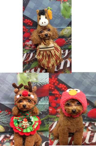 千葉県船橋市のトイプードルのトリミング画像